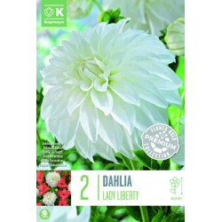 KAPITEYN PREMIUM-DAHLIA...