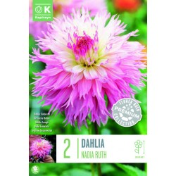 KAPITEYN PREMIUM-DAHLIA...