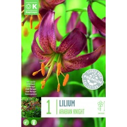 KAPITEYN PREMIUM-LILIUM...