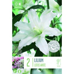 KAPITEYN PREMIUM-LILIUM...