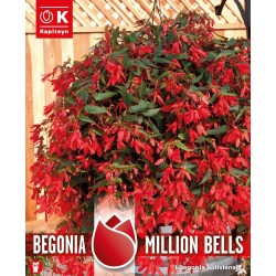 KAPITEYN BULBS WITH A...