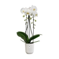 Pot Vibes fold orchidée...