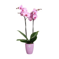Pot Brussels orchidée haut...