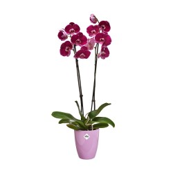 Pot Brussels diamond...