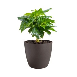 Pot the coffee collection...