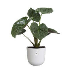 Pot jazz rond Ø29 blanc...