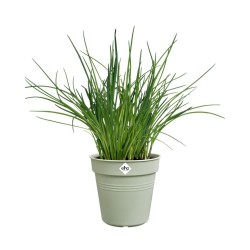 Pot de culture Green basics...