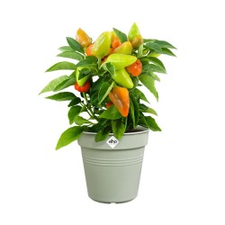 Pot de culture Green basics...