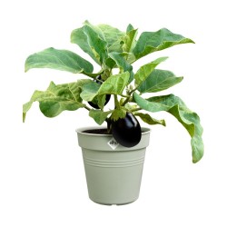 Pot de culture Green basics...