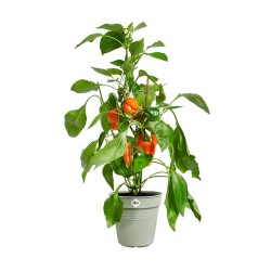 Pot de culture Green basics...