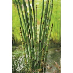 EQUISETUM 'Japonicum' P19
