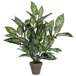 Dieffenbachia En Pot Stan...