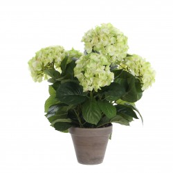 Hortensia En Pot Stan Gris...