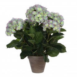 Hortensia En Pot Stan Gris...