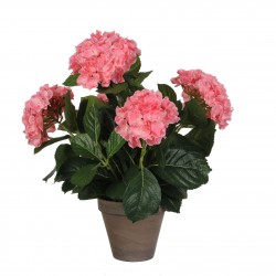 Hortensia En Pot Stan Gris...