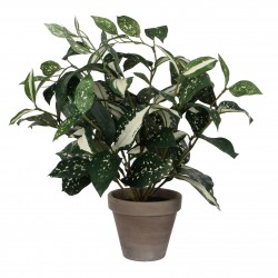 Cordyline Pot Stan Gris...