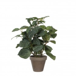 Pilea Pot Stan Gris Vert En...