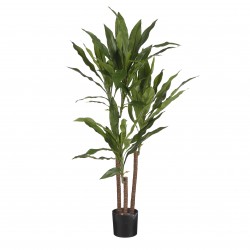 Dracaena Pot Stan Gris Vert...