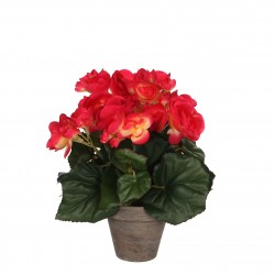 Begonia Pot Stan Gris Rose...