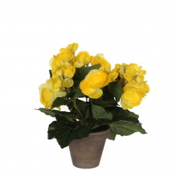 Begonia Pot Stan Gris Jaune...