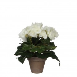 Begonia Pot Stan Gris Blanc...