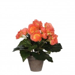 Begonia Pot Stan Gris...