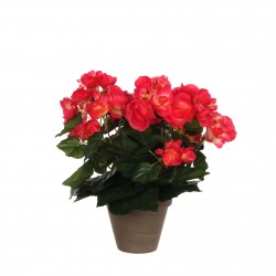 Begonia Pot Stan Gris  Rose...