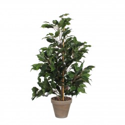 Ficus Exotica En Pot Gris...