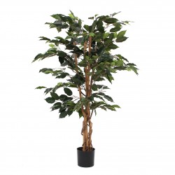 Ficus En Pot Vert En...