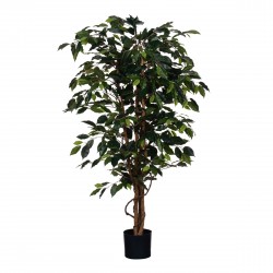 Ficus En Pot Vert En...
