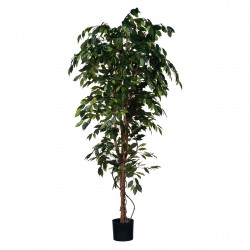 Ficus En Pot  Vert En...