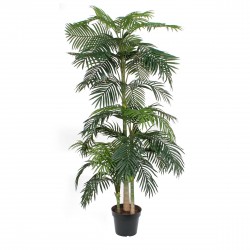 Areca Palm En Pot Vert En...