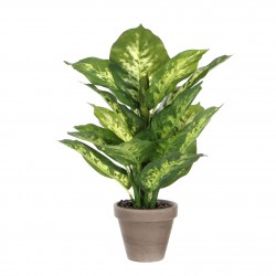 Dieffenbachia Pot Stan Gris...