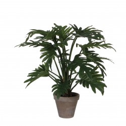 Philodendron Selloum En Pot...