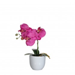 Phalaenopsis En Pot Tusca...