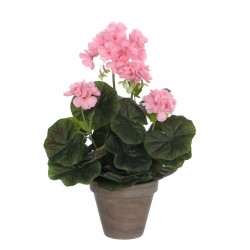 Géranium En Pot Stan Gris...