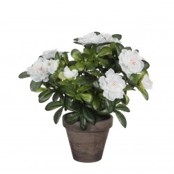 Azalea En Pot Stan Gris...