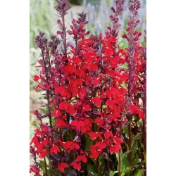 LOBELIA cardinalis H20 P9