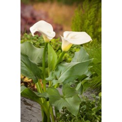 ZANTEDESCHIA aethiopica P9