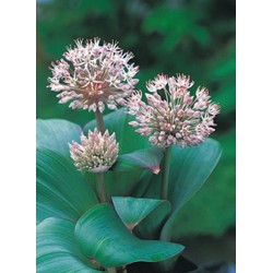 ALLIUM karataviense P9