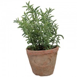 Thym Pot At Pm -Vendu À...