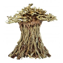SUPERFISH BONSAÏ MUSHROOM...