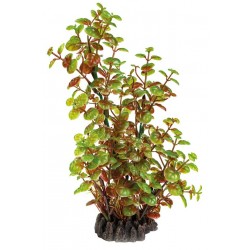 SUPERFISH ART PLANTS ROTALA...
