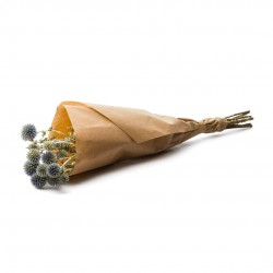 ECHINOPS FLR-SEC BL H50-Ø13...