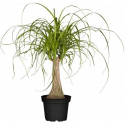 BEAUCARNEA recurvata P14