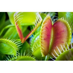 DIONAEA muscipula P8.5