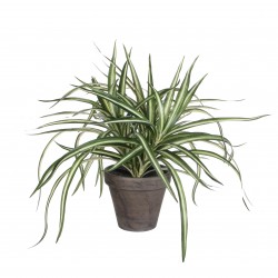 Dracaena En Pot Stan Gris...
