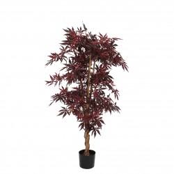 Erable Jamaica En Pot...