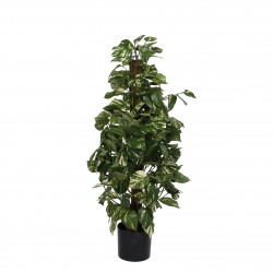 Scindapsus En Pot Vert En...