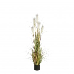 Herbe Panache En Pot Blanc...